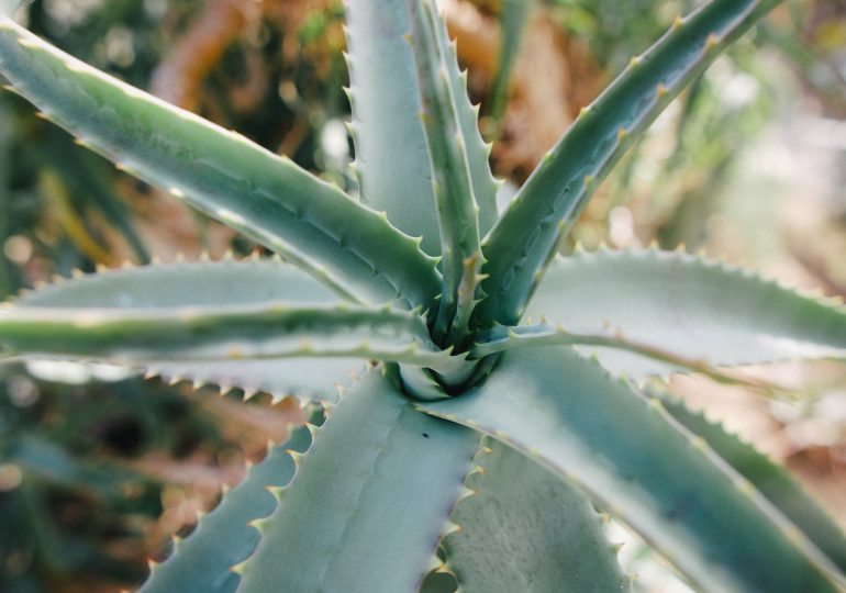 Cosmetics with aloe vera - why are they so popular?