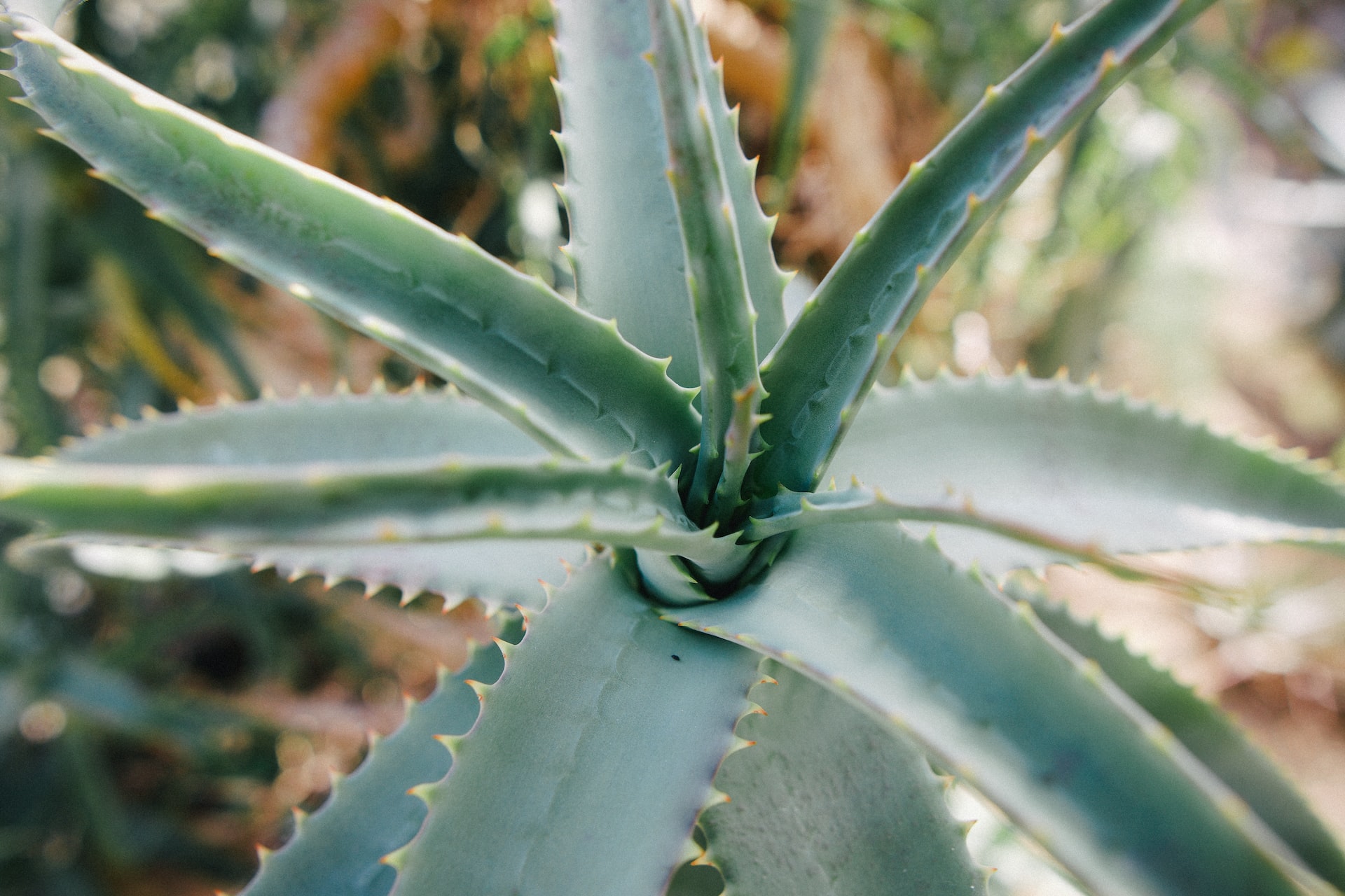 Cosmetics with aloe vera – why are they so popular?